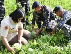 Lanal Sibolga Laksanakan Panen Raya Semangka di Labuhan Angin Kabupaten Tapanuli Tengah